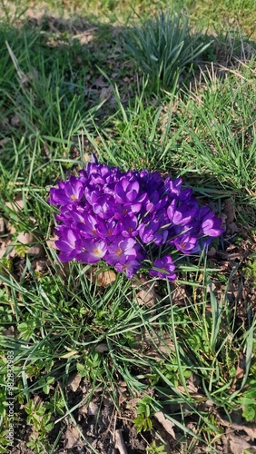 flowers in the garden