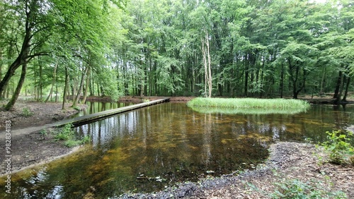 pond in the park