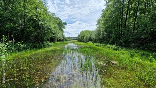 stream in the forest