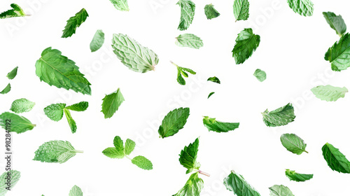 set of mint leaves isolated on white background