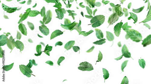 set of mint leaves isolated on white background