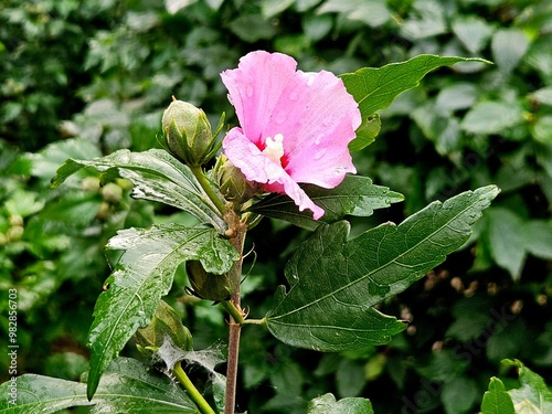 Rose of Sharon, mugunghwa, hibiscus syriacus. Pink flower, beautiful botanical shot, natural wallpaper photo