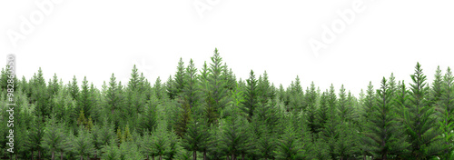 a set of woodland trees and shrubs, tall pine trees, green shrubs, 