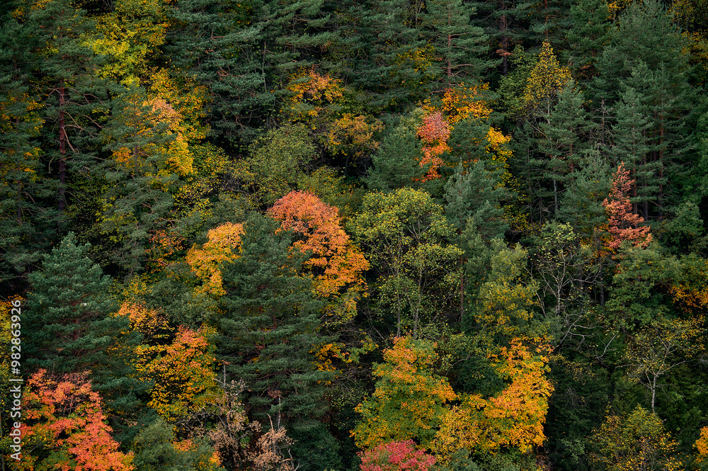 Dense autumn forest with vibrant green, yellow, and orange foliage Dense autumn forest with vibrant green, yellow, and orange foliage