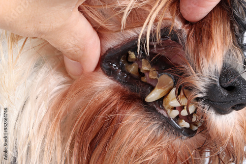 close-up of a dog's teeth