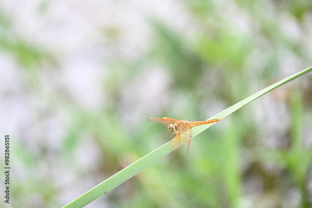 Dragonfly sitting on green leaves. Dragonfly macro view. Amazing closeup of Dragonfly resting on the green plant in the natural environment. Dragonfly sitting on green leaves. Dragonfly macro view. Amazing closeup of Dragonfly resting on the green plant in the natural environment.