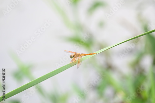 Dragonfly sitting on green leaves. Dragonfly macro view. Amazing closeup of Dragonfly resting on the green plant in the natural environment. 