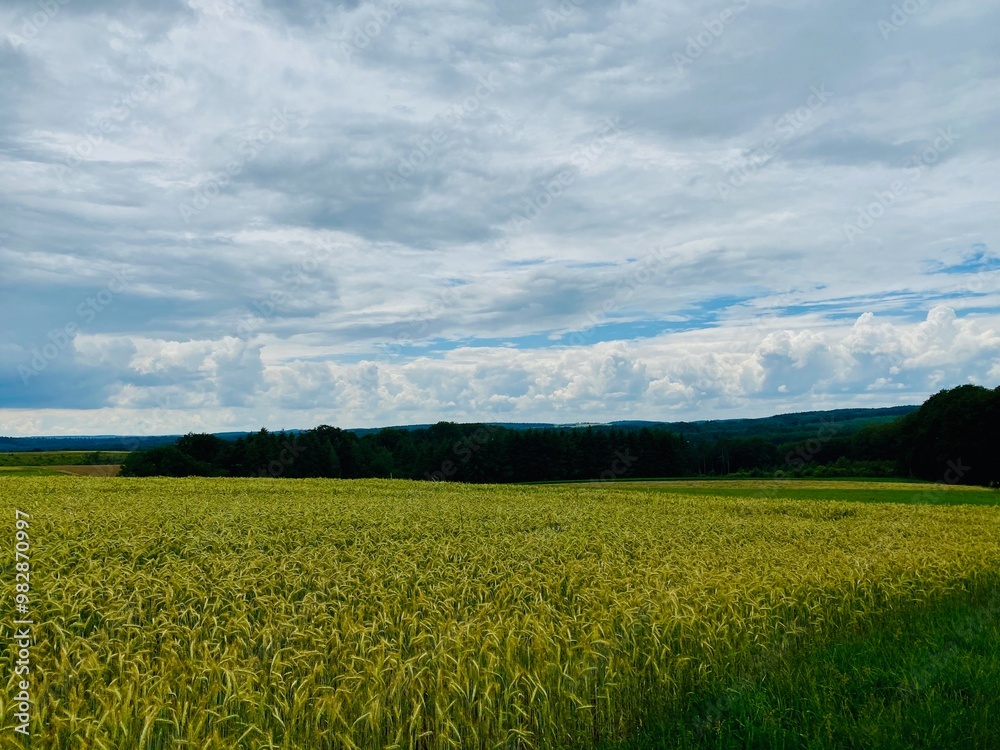 Fototapeta premium Yellow Wheat Field under a cloudy sky