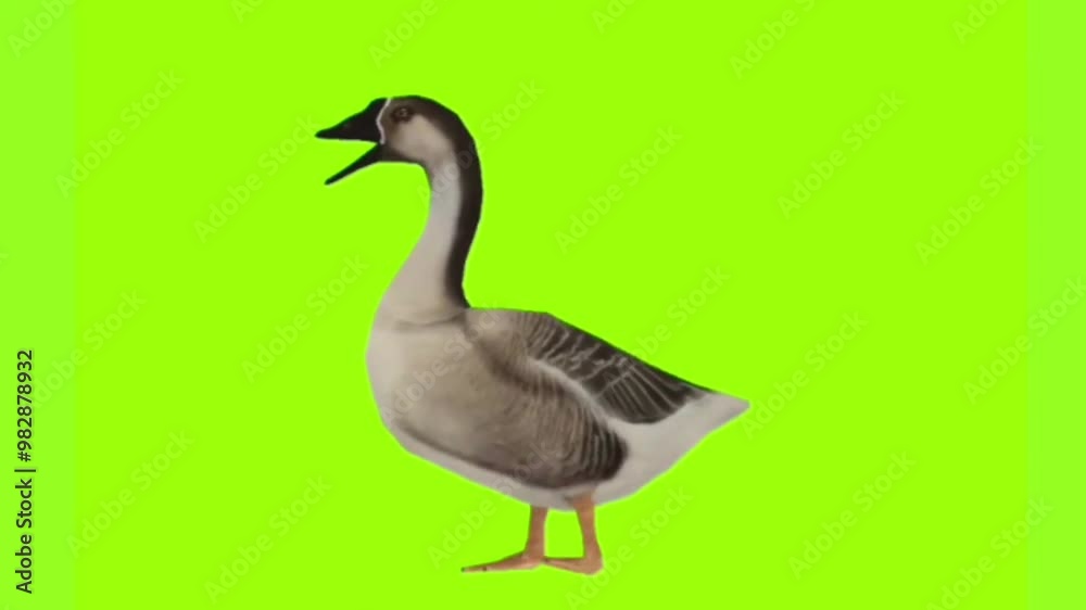 Majestic swan walking on green screen background, perfect for chroma keying and visual effects in wildlife,e nature, and outdoor content Majestic swan walking on green screen background, perfect for chroma keying and visual effects in wildlife,e nature, and outdoor content
