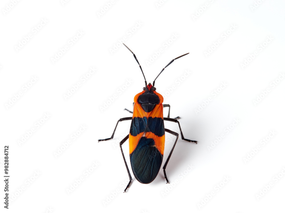 Large milkweed bug in a white background. Oncopeltus fasciatus Large milkweed bug in a white background. Oncopeltus fasciatus