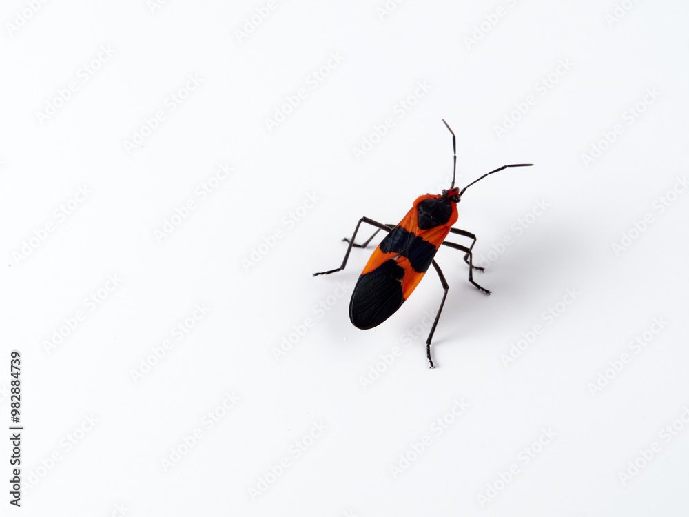 Fototapeta premium Large milkweed bug in a white background. Oncopeltus fasciatus