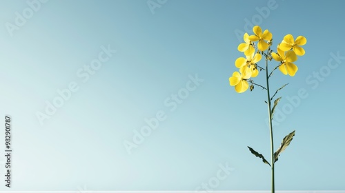 A genetically modified canola plant, with its bright yellow flowers and pods filled with enhanced seeds, symbolizing bioengineered resilience and improved yield.