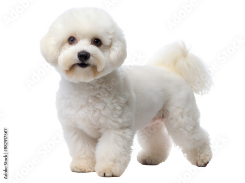 Bichon Frise Dog. White bolognese dog , isolated on white background