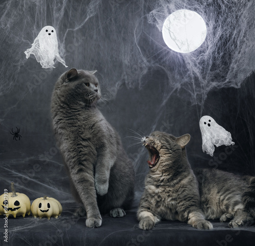 Halloween cats on dark background with cobwebs and glowing moon. Two cats fighting on Halloween background with ghosts and pumpkins. Horror poster. photo