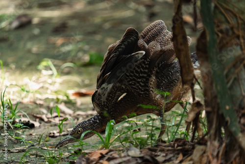 Malayan Night Heron, This S...