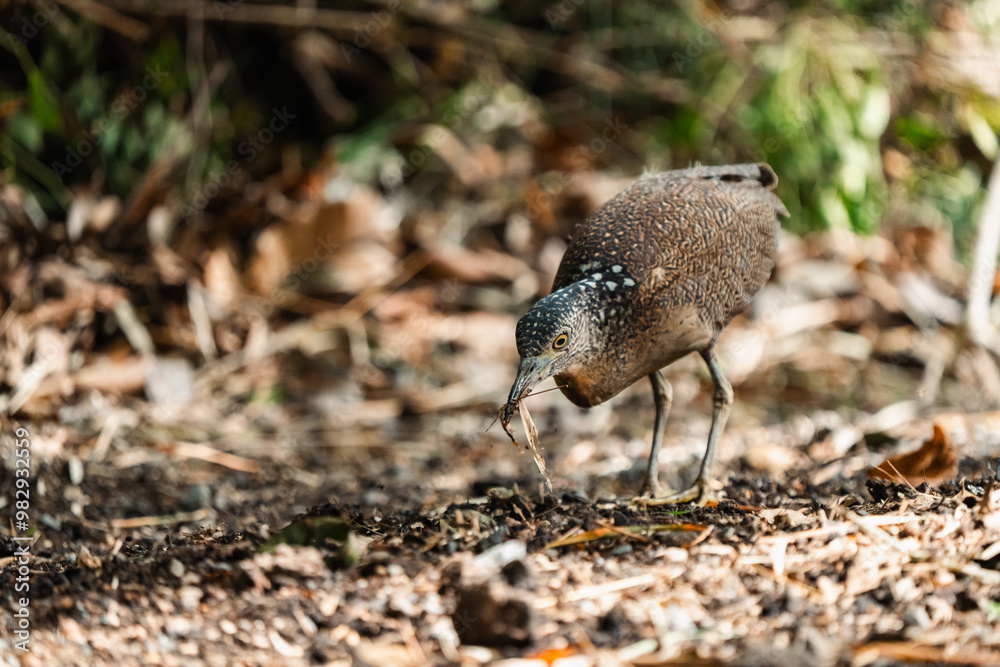 Malayan Night Heron, This Stunning Bird Showcases a Beautiful Blend of Black, White, and Brown Feathers Against a Green Grass Background, Highlighting the Rich Ecology and Wildlife of Asia