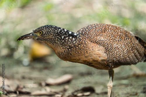 Malayan Night Heron, This S...