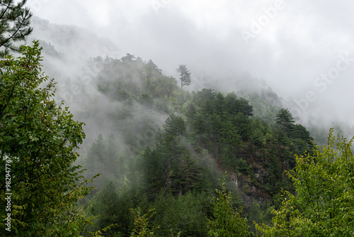 Pine trees on a mountain in Bosnia and Herzegovina