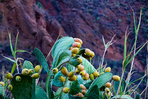 Prickly pear cactus with yellow fruits in Guayadeque Ravine, Gran Canaria