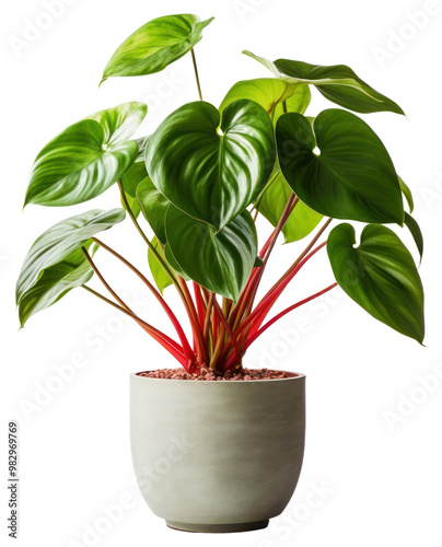 PNG Plant leaf xanthosoma transparent background