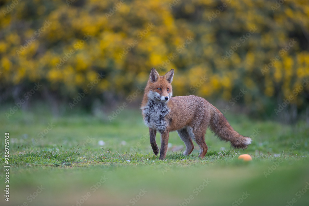 Obraz premium Red fox (Vulpes vulpes) is the largest of the true foxes and one of the most widely distributed members of the order Carnivora