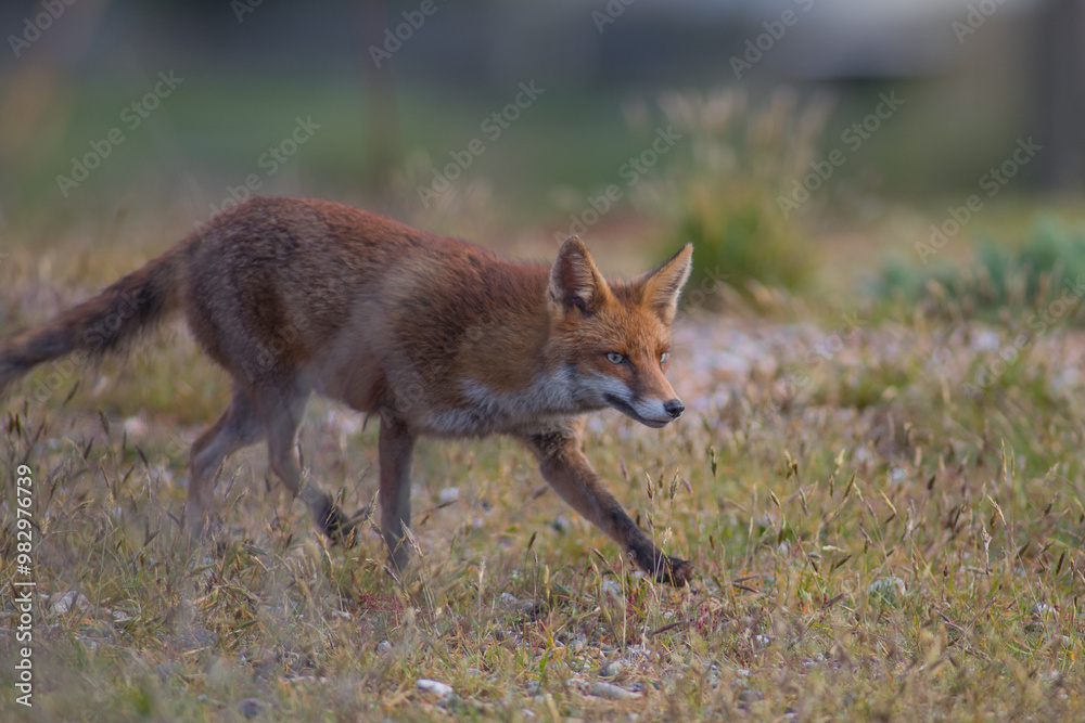 Red fox (Vulpes vulpes) is the largest of the true foxes and one of the most widely distributed members of the order Carnivora Red fox (Vulpes vulpes) is the largest of the true foxes and one of the most widely distributed members of the order Carnivora