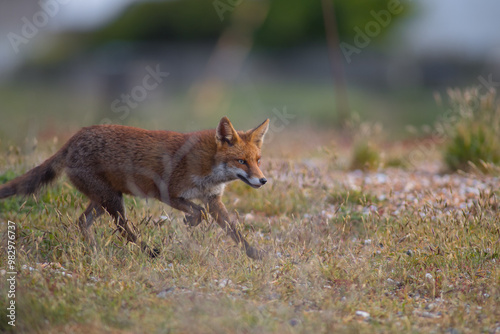 Red fox (Vulpes vulpes) is the largest of the true foxes and one of the most widely distributed members of the order Carnivora