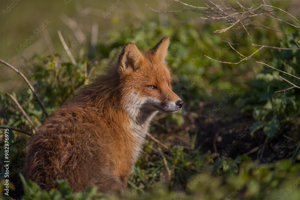 Naklejka premium Red fox (Vulpes vulpes) is the largest of the true foxes and one of the most widely distributed members of the order Carnivora