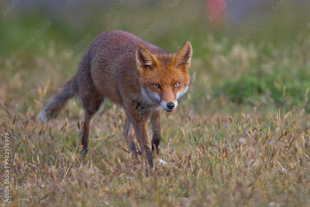 Red fox (Vulpes vulpes) is the largest of the true foxes and one of the most widely distributed members of the order Carnivora Red fox (Vulpes vulpes) is the largest of the true foxes and one of the most widely distributed members of the order Carnivora