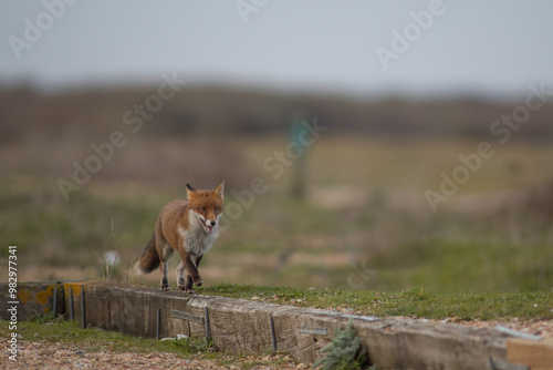 Red fox (Vulpes vulpes) is the largest of the true foxes and one of the most widely distributed members of the order Carnivora