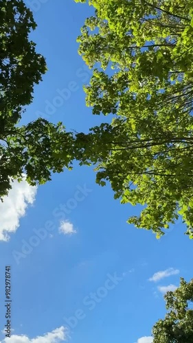 Blue sky through trees