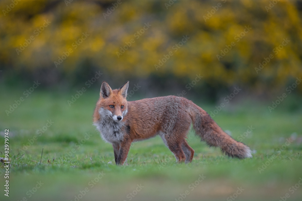 Red fox (Vulpes vulpes) is the largest of the true foxes and one of the most widely distributed members of the order Carnivora Red fox (Vulpes vulpes) is the largest of the true foxes and one of the most widely distributed members of the order Carnivora