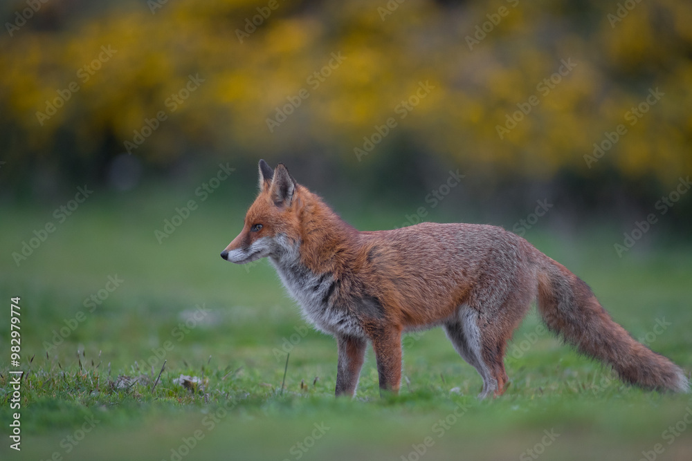Fototapeta premium Red fox (Vulpes vulpes) is the largest of the true foxes and one of the most widely distributed members of the order Carnivora