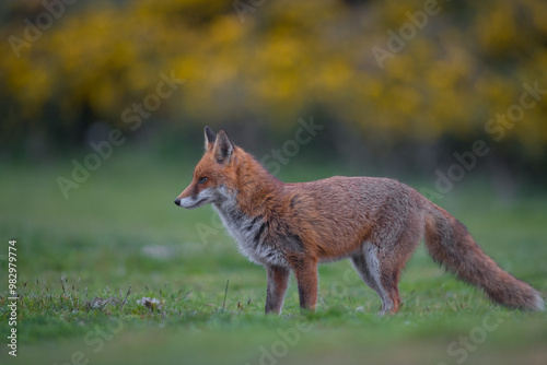 Red fox (Vulpes vulpes) is the largest of the true foxes and one of the most widely distributed members of the order Carnivora photo