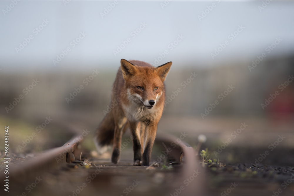Red fox (Vulpes vulpes) is the largest of the true foxes and one of the most widely distributed members of the order Carnivora
