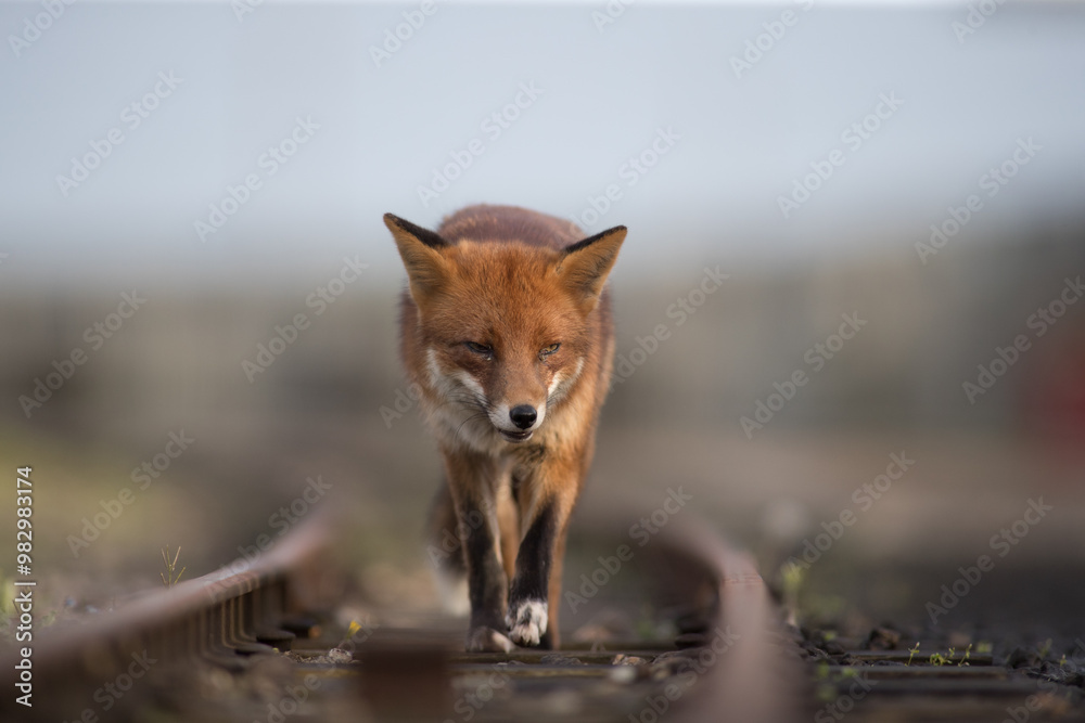 Red fox (Vulpes vulpes) is the largest of the true foxes and one of the most widely distributed members of the order Carnivora Red fox (Vulpes vulpes) is the largest of the true foxes and one of the most widely distributed members of the order Carnivora