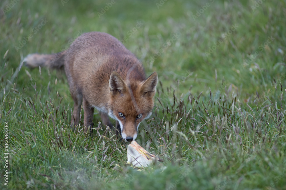 Red fox (Vulpes vulpes) is the largest of the true foxes and one of the ...