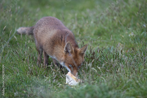 Red fox (Vulpes vulpes) is the largest of the true foxes and one of the most widely distributed members of the order Carnivora