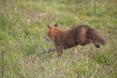 Red fox (Vulpes vulpes) is the largest of the true foxes and one of the most widely distributed members of the order Carnivora