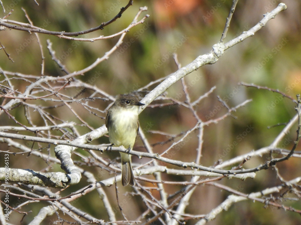 Eastern phoebe perched on a branch within the woodland forest of the Eastern Neck National Wildlife Refuge, Kent County, Rock Hall, Maryland. Eastern phoebe perched on a branch within the woodland forest of the Eastern Neck National Wildlife Refuge, Kent County, Rock Hall, Maryland.