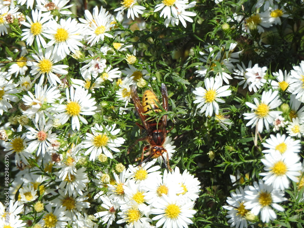 European hornet feeding on the nectar within frost aster wildflowers. Eastern Neck National Wildlife Refuge, Kent County, Rock Hall, Maryland. European hornet feeding on the nectar within frost aster wildflowers. Eastern Neck National Wildlife Refuge, Kent County, Rock Hall, Maryland.