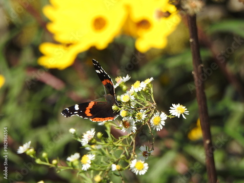 A red admiral butterfly, sipping the nectar from within frost aster wildflowers. Eastern Neck National Wildlife Refuge, Kent County, Rock Hall, Maryland. photo