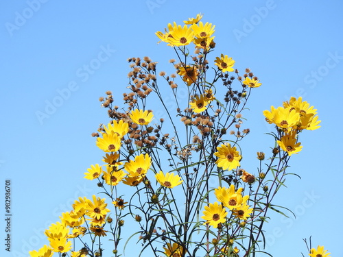 Narrowleaf sunflowers bloomed under a blue sky. Eastern Neck National Wildlife Refuge, Kent Couinty, Rock Hall, Maryland.