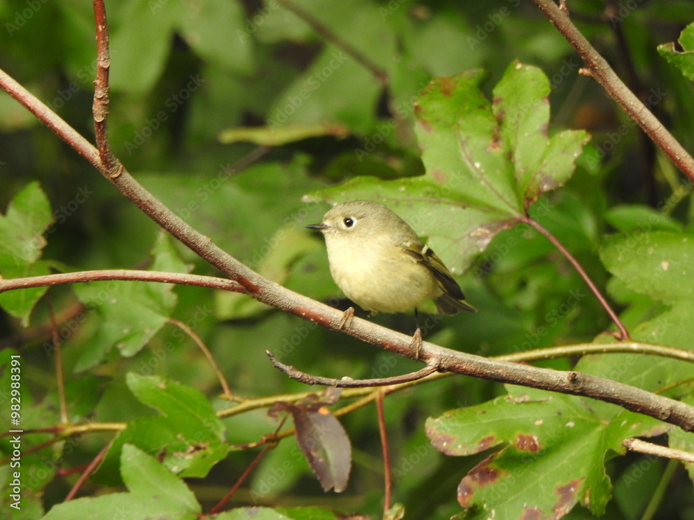 A ruby-crowned kinglet perched on a branch within the woodland forest of the Eastern Neck National Wildlife Refuge, Kent County, Rock Hall, Maryland. A ruby-crowned kinglet perched on a branch within the woodland forest of the Eastern Neck National Wildlife Refuge, Kent County, Rock Hall, Maryland.