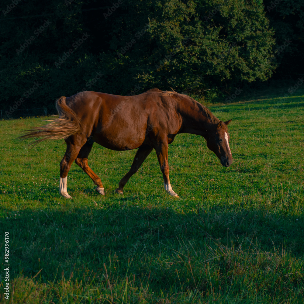 Fototapeta premium Cheval dans Prairie