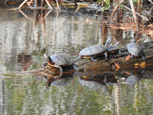 Φωτογραφία Eastern painted turtles basking in the sun on a warm autumn day
