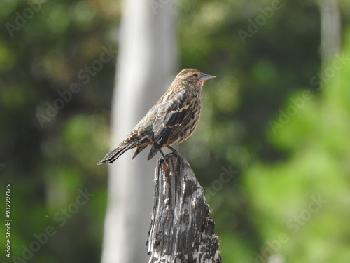 A female, red-winged blackbird, perched on a withered tree trunk, within the wetlands of the Blackwater National Wildlife Refuge, Dorchester County, Cambridge, Maryland photo