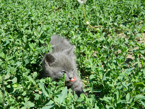 gray kitten playing in green grass