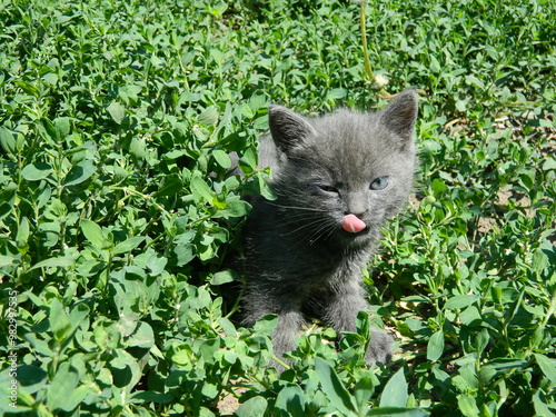 gray kitten playing in green grass