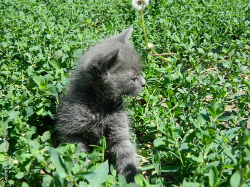 gray kitten playing in green grass